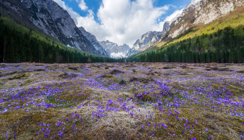 DOLINA KRMA ZAFRANI ALES KRIVEC
